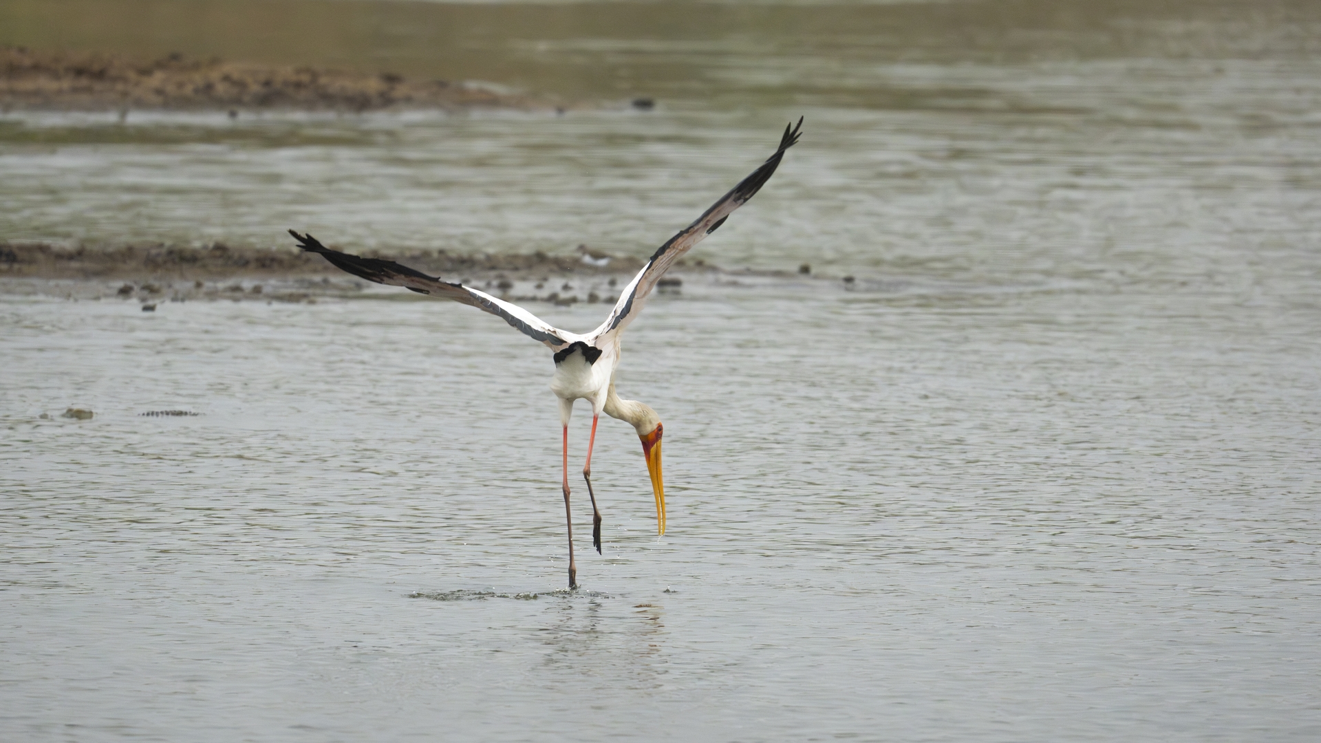 Kruger25 2025 10 30 13 15 39 ILCE 1M2 844